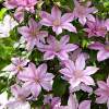 Клематис Пинк Фэнтези фото 1 — PlantMart