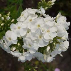 Флокс метельчатый Вайт Спарр — PlantMart