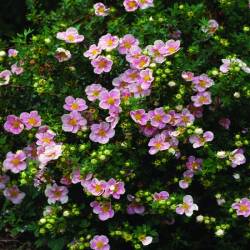 Лапчатка кустарниковая Пинк Квин (Pink Queen) — PlantMart