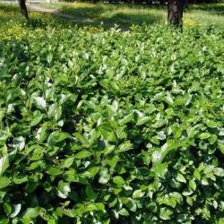 Кизильник Блестящий — PlantMart