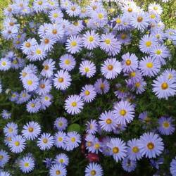 Астра голубоватая (Wartburgstern)​ — PlantMart