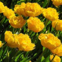 Тюльпаны Бахромчатые Махровые Моя любовь ( 5 шт.) — PlantMart