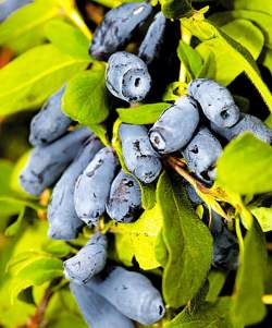 Жимолость съедобная Кувшиновидная — PlantMart