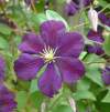 Клематис Этуаль Виолет фото 2 — PlantMart