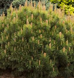 Сосна горная Пумилио — PlantMart