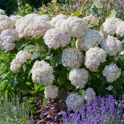 Гортензия древовидная Кандибелле Маршмеллоу — PlantMart