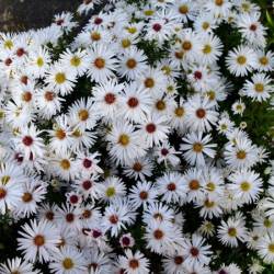 Астра кустарниковая Аполло (Apollo)​ — PlantMart