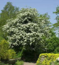 Боярышник Однопестичный — PlantMart