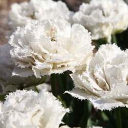 Тюльпаны Бахромчатые Махровые Снежный кристалл ( 5 шт.) — PlantMart