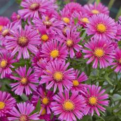 Астра кустарниковая Дженни (Jenny)​​ — PlantMart