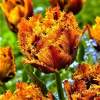Тюльпаны Бахромчатые Махровые Бастия ( 5 шт.) фото 1 — PlantMart
