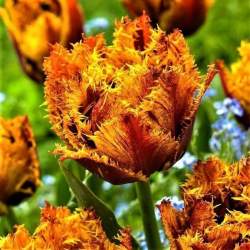 Тюльпаны Бахромчатые Махровые Бастия ( 5 шт.) — PlantMart