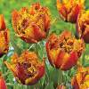 Тюльпаны Бахромчатые Махровые Бастия ( 5 шт.) фото 2 — PlantMart
