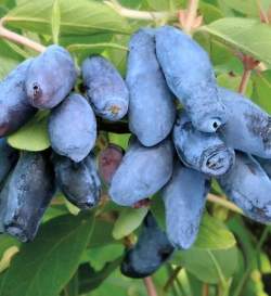 Жимолость съедобная Лазурная — PlantMart