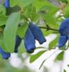 Жимолость съедобная Лазурная фото 2 — PlantMart