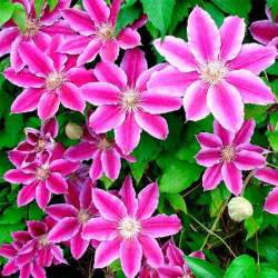 Клематис Тюдор — PlantMart