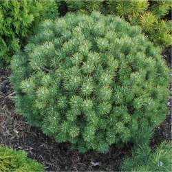 Сосна горная Мопс — PlantMart