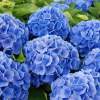 Гортензия крупнолистная Блауэр Цверг фото 1 — PlantMart
