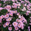 Астра кустарниковая Пинк Букет (Pink Bouquet)​​ фото 1 — PlantMart