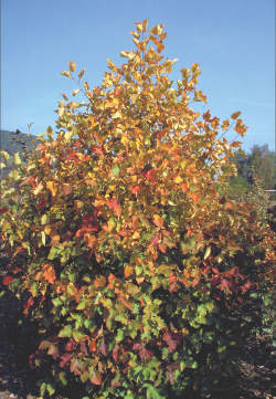 Боярышник шарлаховый (круглолистный) — PlantMart