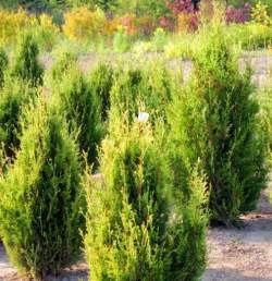 Туя западная Ауреоспиката — PlantMart
