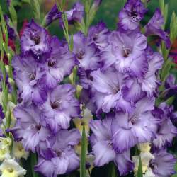 Гладиолус Крупноцветущий Кот Дазур, 3шт. — PlantMart