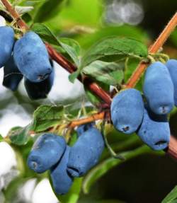 Жимолость съедобная Нижегородская ранняя — PlantMart