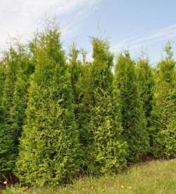 Туя западная Брабант (Brabant) — PlantMart