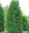 Туя западная Брабант (Brabant) фото 2 — PlantMart