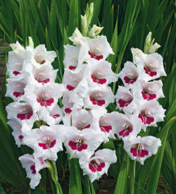 Гладиолус Крупноцветущий Фиорентина, 3шт. — PlantMart