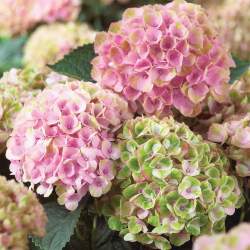 Гортензия крупнолистная Пепперминт — PlantMart