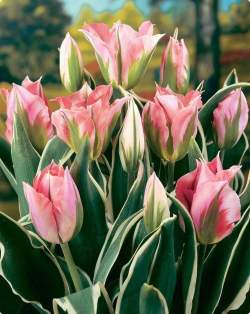 Тюльпаны Зеленоцветный Китай-город ( 5 шт.) — PlantMart