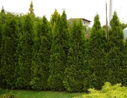 Туя западная Смарагд (Smaragd) — PlantMart