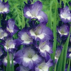 Гладиолус Крупноцветущий Нори, 3шт. — PlantMart