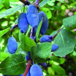 Жимолость съедобная Синеглазка — PlantMart