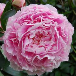 Пион травянистый Сара Бернар (Sarah Bernhardt) — PlantMart