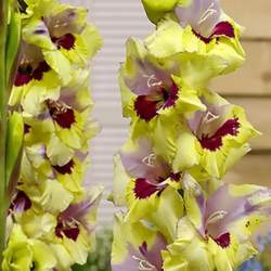 Гладиолус Крупноцветущий Оракул, 3шт. — PlantMart