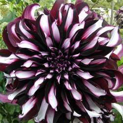 Георгин Тартан (Tartan) — PlantMart