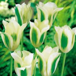 Тюльпаны Зеленоцветные Зеленая весна ( 5 шт.) — PlantMart