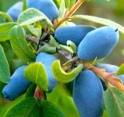 Жимолость съедобная Фиалка — PlantMart