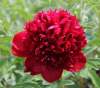 Пион травянистый Красный (Red Magic) фото 1 — PlantMart