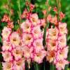 Гладиолус Крупноцветущий Присцилла, 3шт. фото 1 — PlantMart