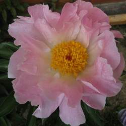 Пион травянистый Розовый (Pink Dawn) — PlantMart