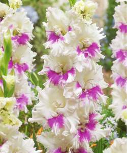 Гладиолус Махровый Киров, 3шт. — PlantMart