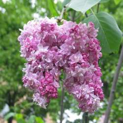 Сирень Катерина Хавемейер — PlantMart