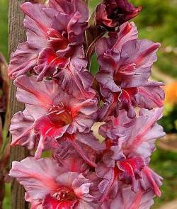 Гладиолус махровый Ростов, 3шт. — PlantMart