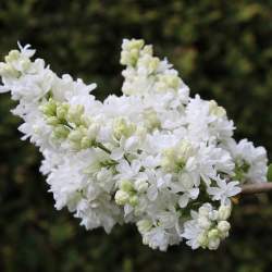 Сирень Мисс Эллен Уилмотт — PlantMart