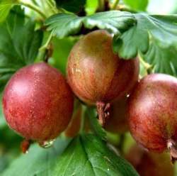 Крыжовник Ахиллес — PlantMart