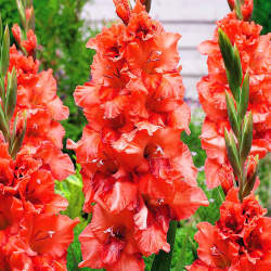 Гладиолус Махровый Уфа, 3шт. — PlantMart