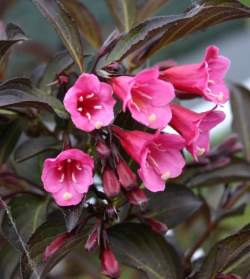 Вейгела цветущая Виктория — PlantMart